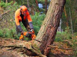 Best Tree Risk Assessment  in Pembroke, VA